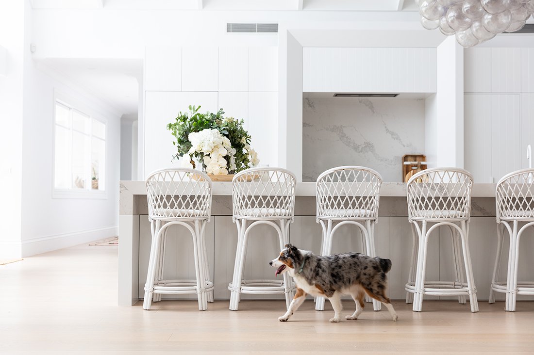 Australian Shepherd walking through a stylish white kitchen, ideal home inspiration for dog owners and dog mamas.