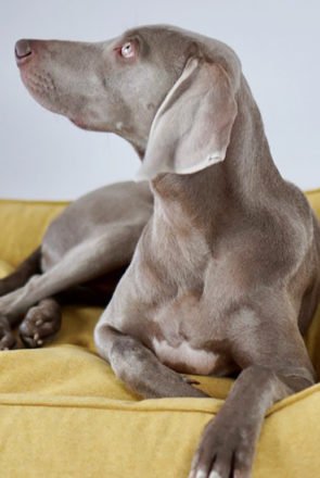 Weimaraner dog on a yellow dog bed featuring Pantone 2021 colors Ultimate Gray and Illuminating.
