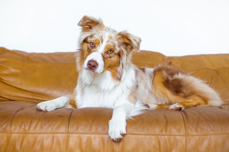 6 Professional Tips to Take the Best Photos of Your Dog at Home