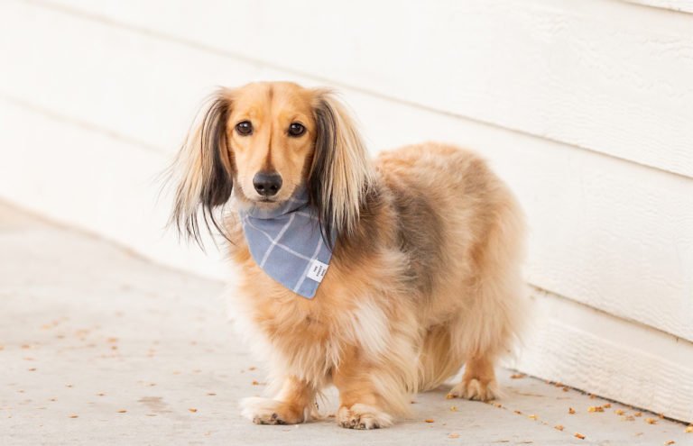Dog clothes for a dachshund by The Foggy Dog