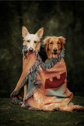 The Ultimate Dog Travel Checklist + 18 Dog Road Trip Must-Haves