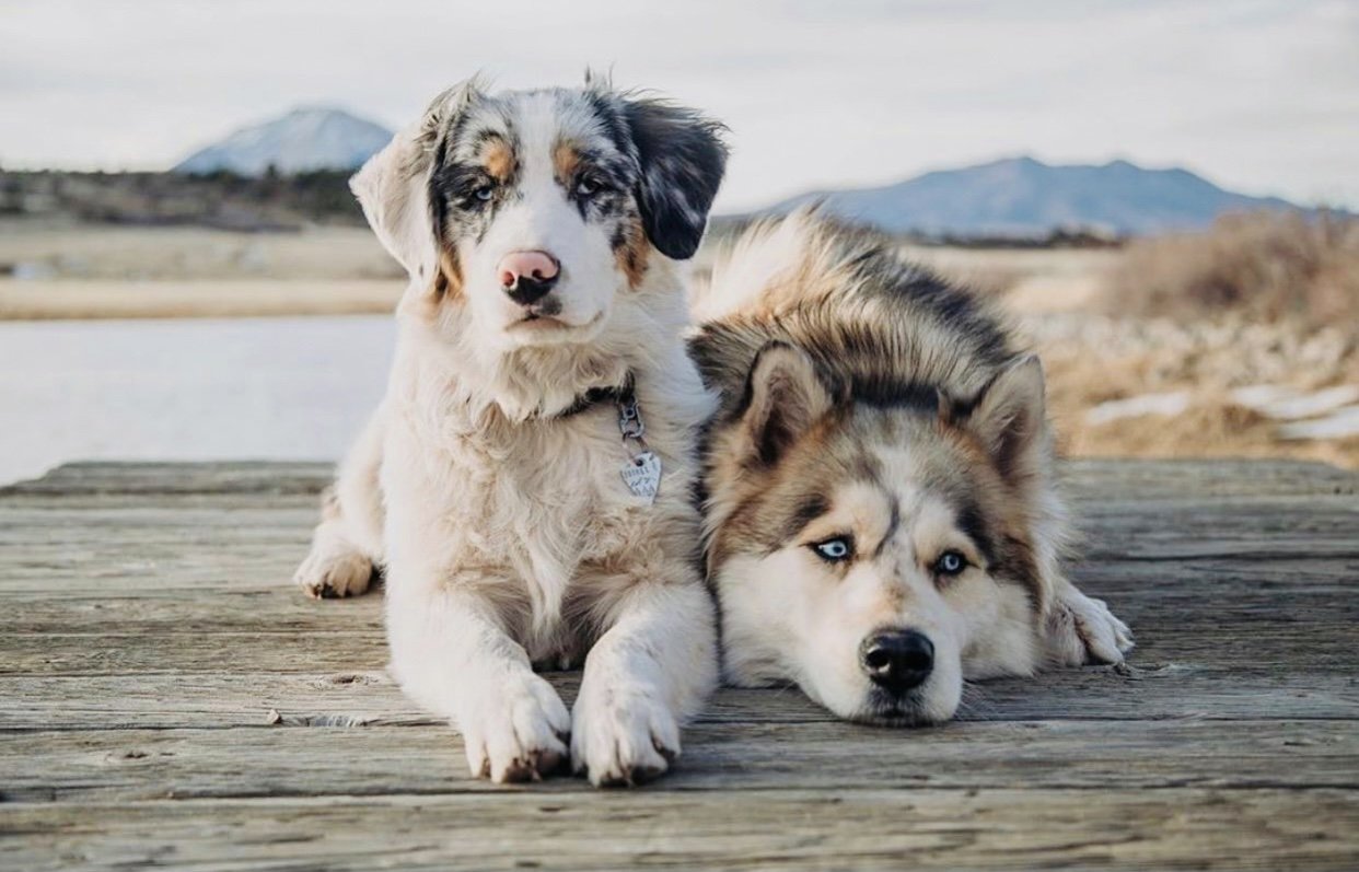 Two dogs resting on a dock during a mountain road trip, showcasing pet travel and dog packing list essentials.
