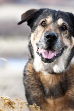 Happy senior dog Bubbles smiling outdoors in a professional pet photography portrait by Wag Your Tail Photography.