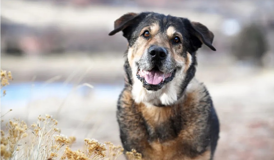 Happy senior dog Bubbles smiling outdoors in a professional pet photography portrait by Wag Your Tail Photography.