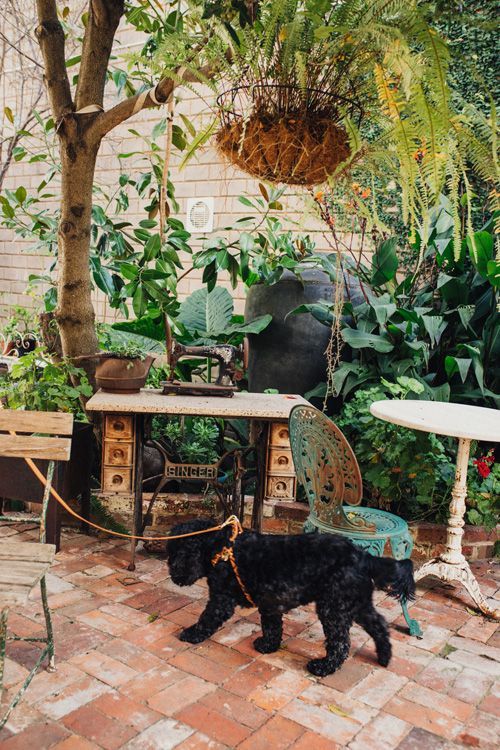 Black dog walking through the lush garden courtyard at Maison Maffra, pet-friendly accommodation in Maffra.