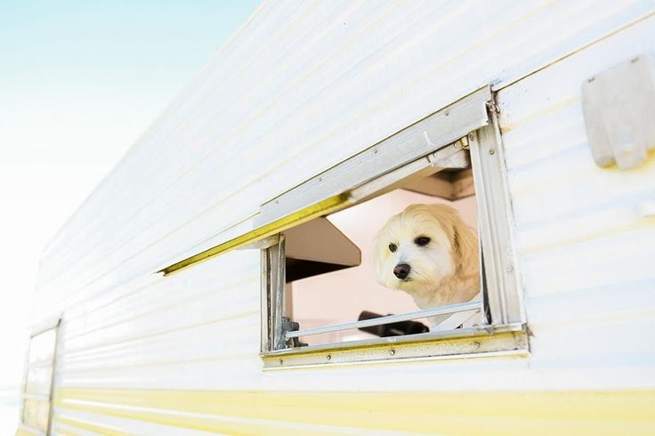 Stylish Pet-Friendly Caravans: The Pawfect Roadtrip!
