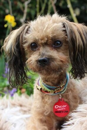 Small scruffy dog wearing a red Oscar’s Law pet ID tag from IdPet fundraiser, sitting outdoors in a garden.