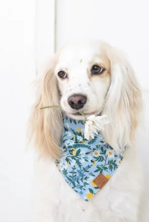 12 Fun & Floral Dog Harnesses & Dog Bandanas (2023). jpg