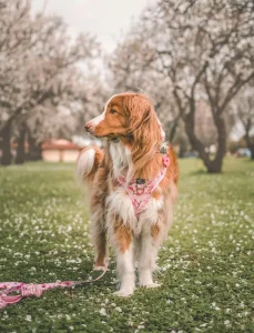 Floral Dog Harnesses We're Loving