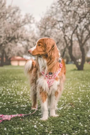 Floral Dog Harnesses We're Loving