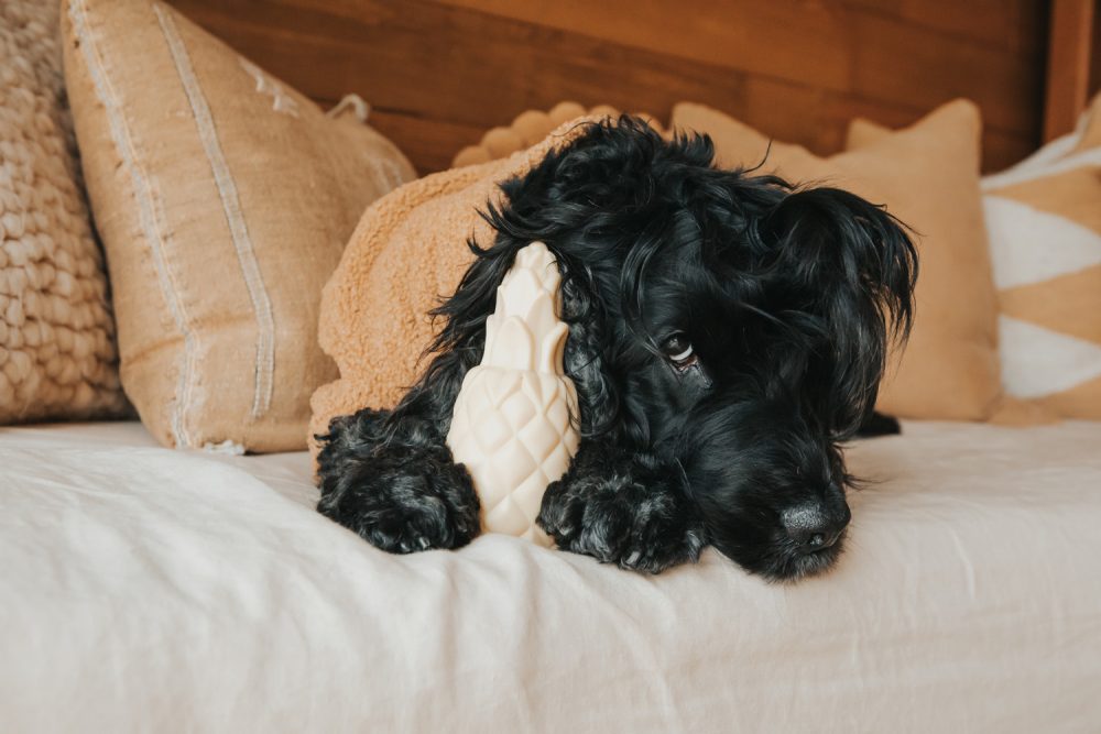 Black dog showing whale eye while guarding a pineapple toy on a bed, illustrating resource guarding in dogs.