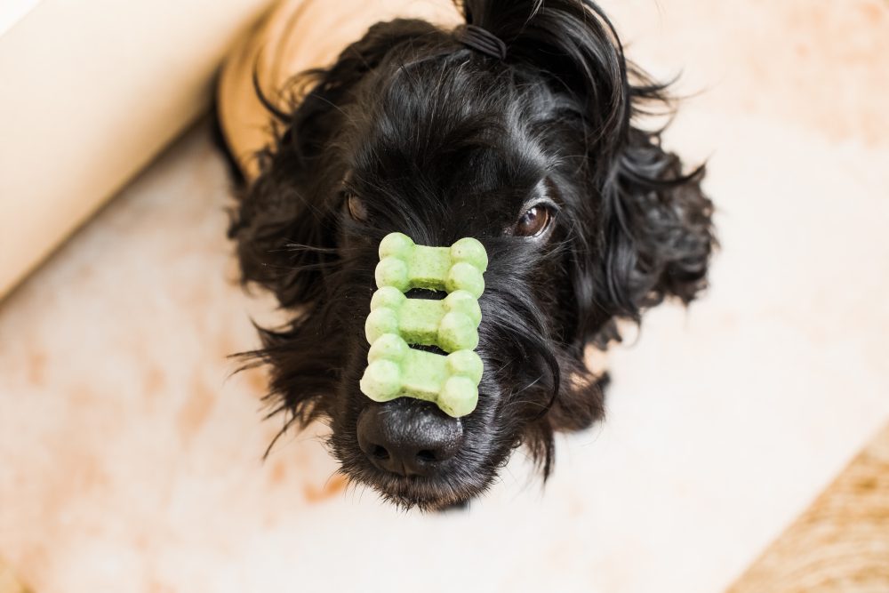 DIY Doggy Fresh Breath Treats