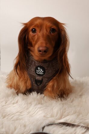 Fall dog harness