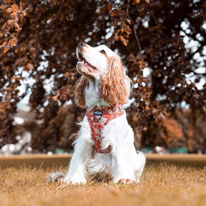 Cocker Spaniel wearing a red leaf-patterned fall dog harness, sitting in a park under autumn trees.