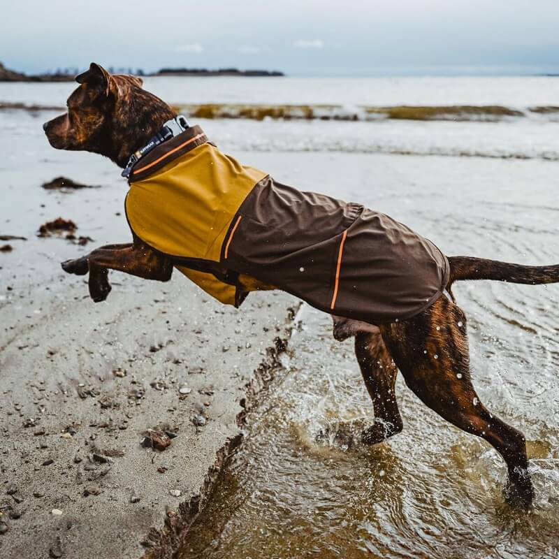 Brindle dog wearing a trendy yellow and brown waterproof dog raincoat while jumping through ocean water on a beach.