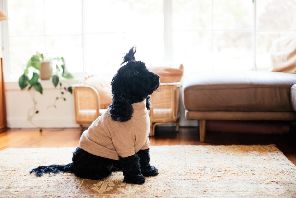Black cocker spaniel looking up - Easy Tips to Teach Your Dog Not to Jump On Everyone | Pretty Fluffy