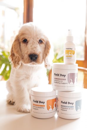 Field Day Pets - Ziggy Dinner-11