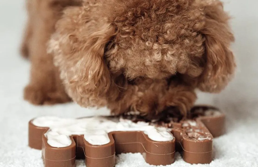 Brown curly-haired dog using a lick mat toy for dog enrichment and mental stimulation.