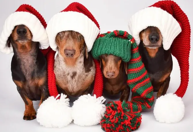 cute Christmas dachshunds - thedaxietrouble on Instagram