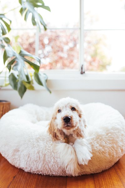 Lifestyle photo of puppy in bed. How to Teach Your Puppy Not to Bite - Pretty Fluffy