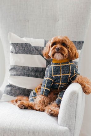 Small Cavoodle wearing a stylish dog sweater on a chair. Cavoodles are one of the most popular dog breeds in Australia.