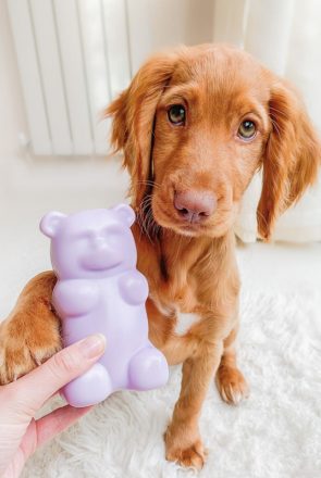 Golden puppy resting its paw on a hand holding a purple gummy bear squeaky dog toy.