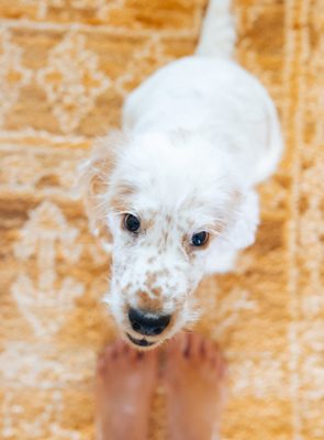 How to Stop Your Puppy Jumping and Biting