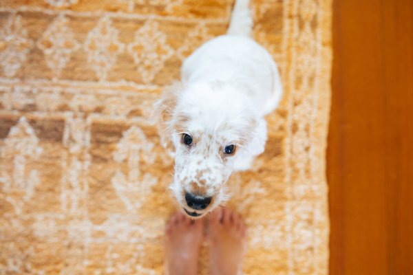 How to Stop Your Puppy Jumping and Biting