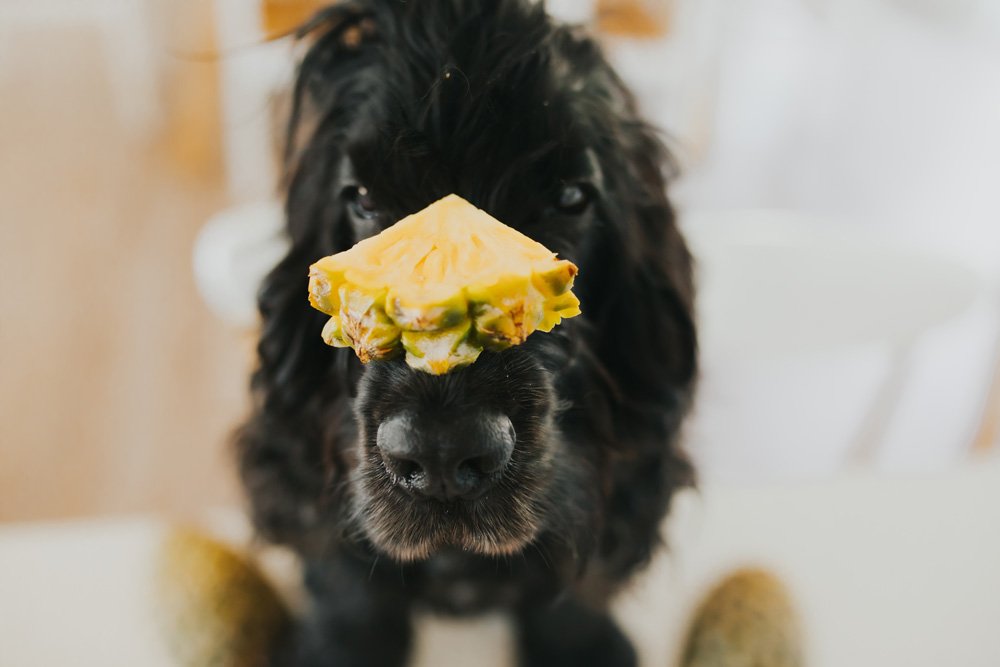 Can Dogs Eat Pineapple? | Dog Health & Wellbeing | Pretty Fluffy