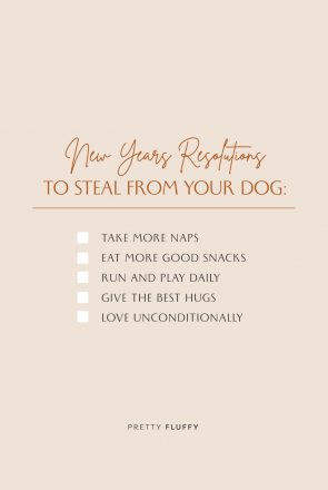 ‘New-Years-Resolutions-to-Steal-From-Your-Dog’-Free-Wallpaper