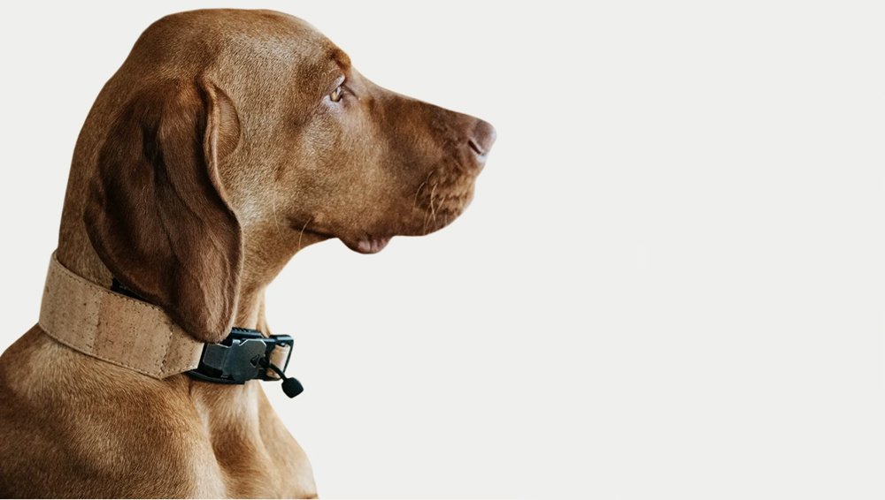 Profile of a brown dog wearing a stylish tan Apple AirTag dog collar with a black buckle.