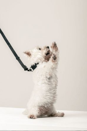 Fluffy white dog on hind legs wearing a stylish black collar and leash, showcasing the latest trendy dog accessories.
