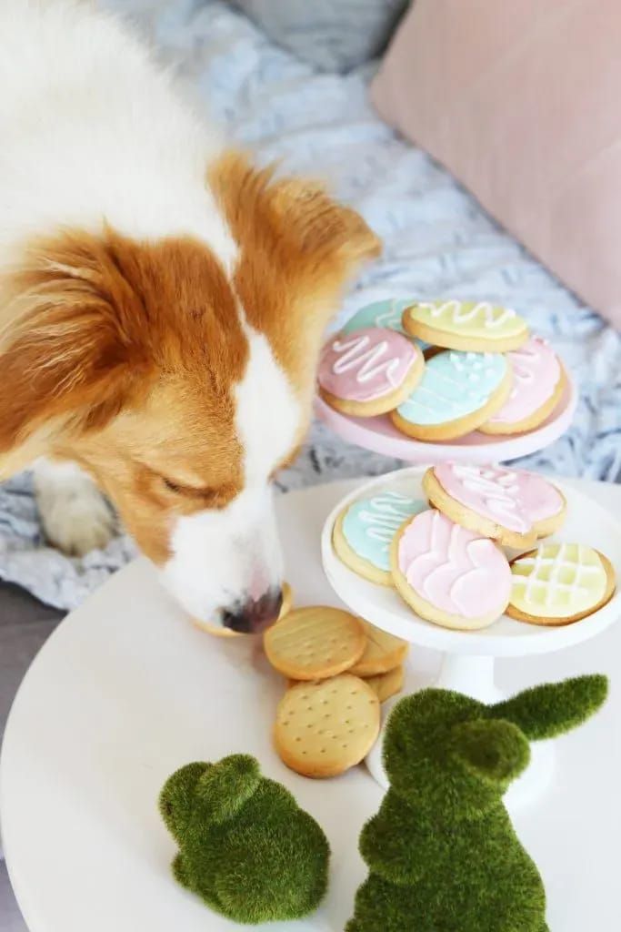 Easter Dog Treats: Easter Egg Dog Biscuits
