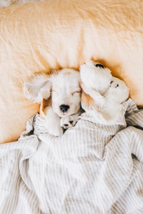 New Puppy Shopping List_ The Essential Free Checklist for Pet Parents