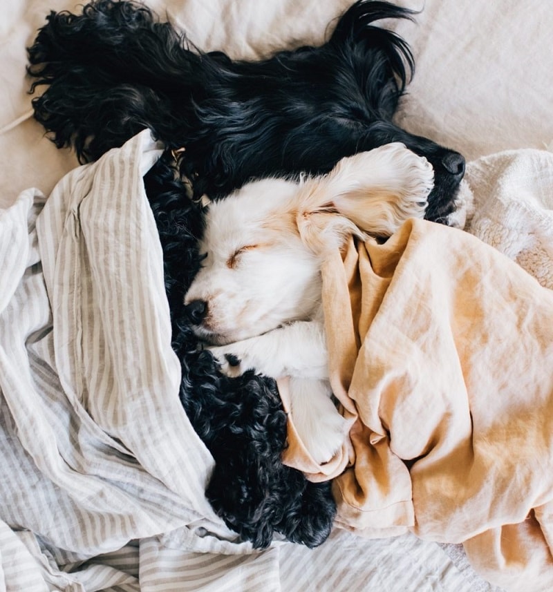 A white puppy and adult black dog sleeping under blankets, showing the companionship of getting a second dog.