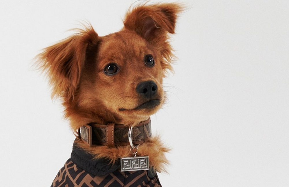 Small brown dog wearing a Fendi luxury dog collar with silver logo tag and matching high-end designer pet apparel.