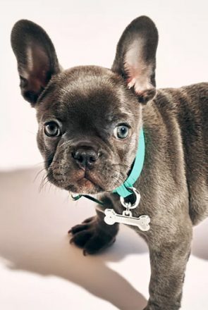 Tiffany & Co Dog Collars