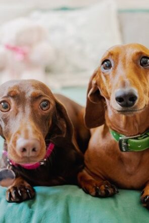 Two smart dachshunds lying side-by-side on a green bed, looking alert and curious.