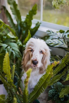 White cocker spaniel with pet-safe house plants