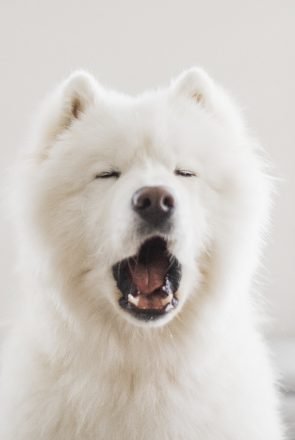 White samoyed dog barking