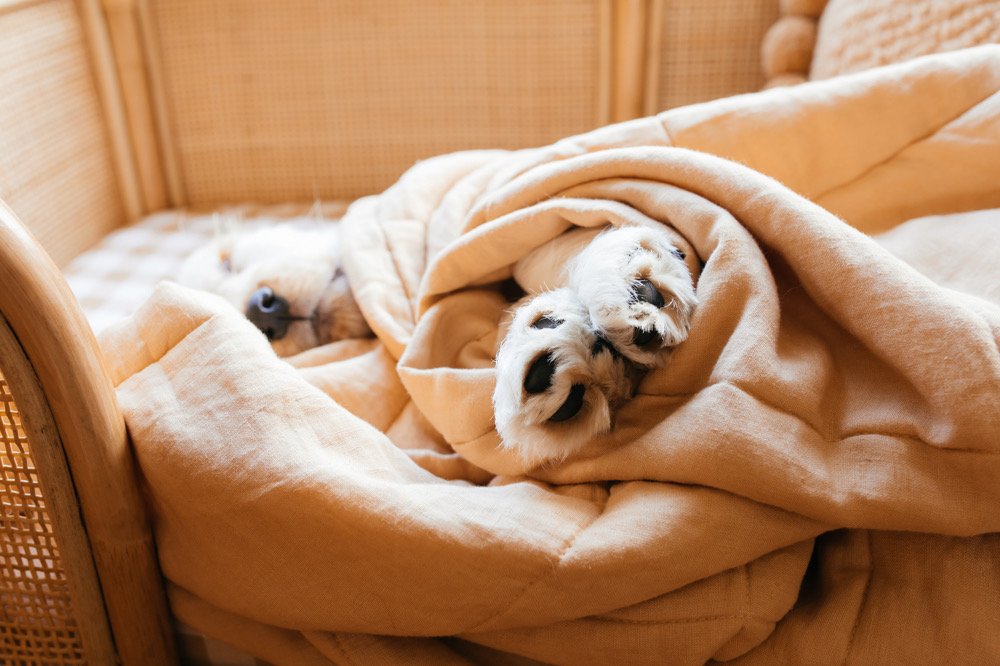 Paws of a puppy wrapped in a blanket