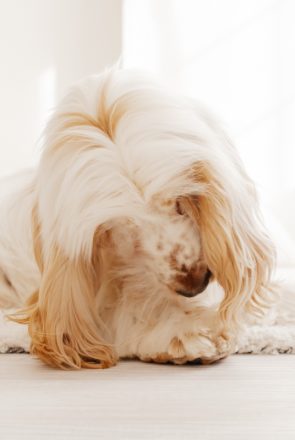 Why dogs lick their paws excessively