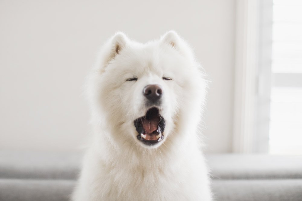 White samoyed dog barking