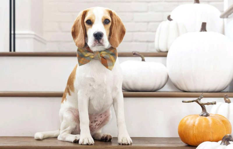 Beagle wearing plaid dog collar for fall and Halloween