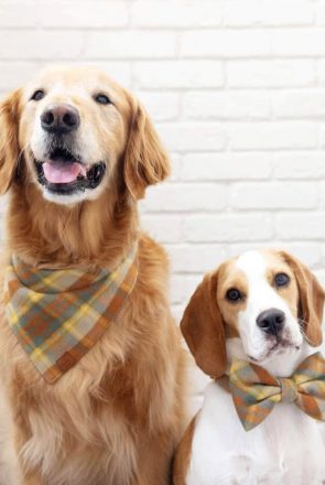 Golden Retriever and Beagle wearing matching autumn plaid dog bandana and bow tie collar accessories.
