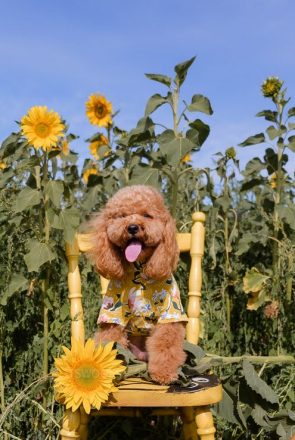 Cavoodle at dog-friendly sunflower field near Melbourne
