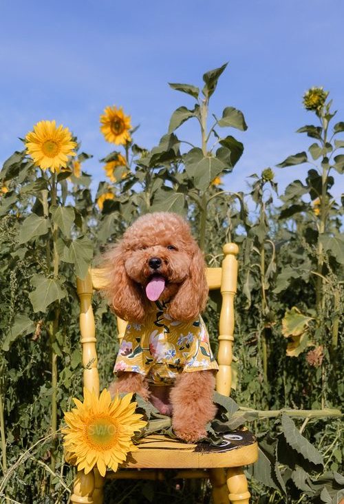 Cavoodle at dog-friendly sunflower field near Melbourne