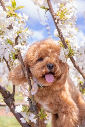 dog-friendly cherry blossom festival Melbourne