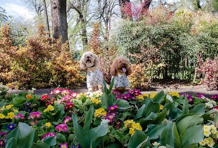 Two dogs in matching sweaters sitting behind colorful spring flowers on a dog-friendly tour in Melbourne.