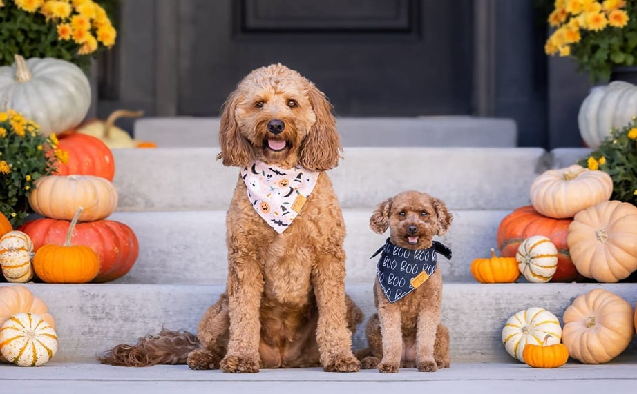 Two dogs wearing spooky-cute Halloween dog bandanas on porch steps surrounded by pumpkins and autumn flowers.